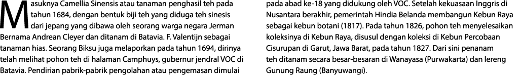 Masuknya Camellia Sinensis atau tanaman penghasil teh pada tahun 1684, dengan bentuk biji teh yang diduga teh sinesis...