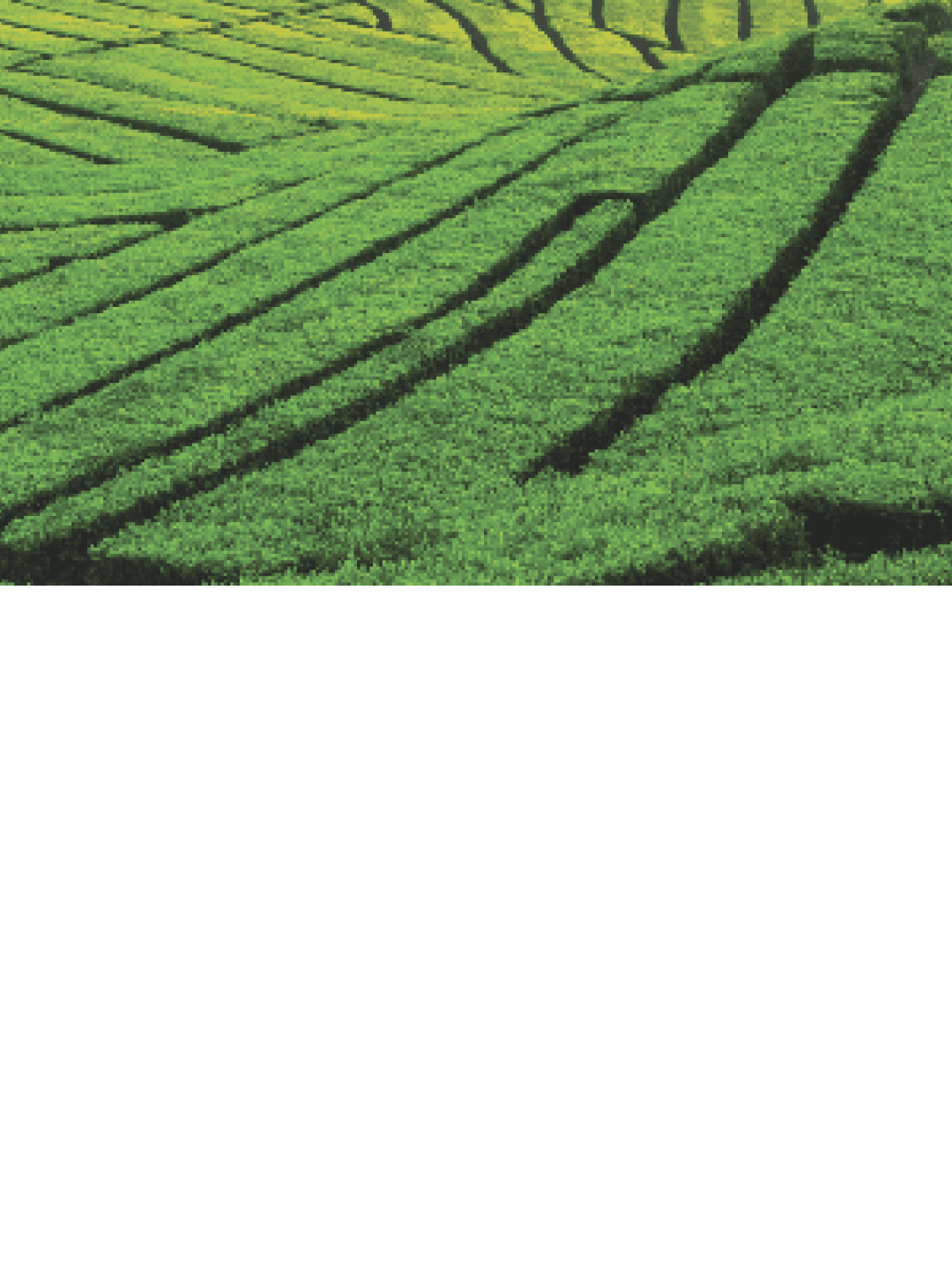 morning ligth in tea Plantation