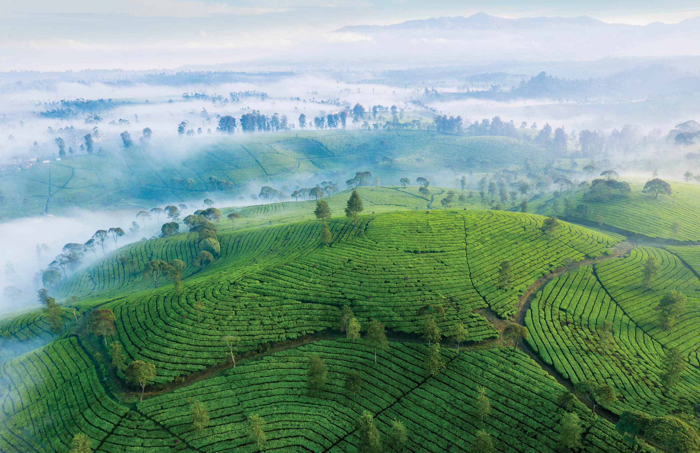 Stunning aerial view of highland with green tea plantation on misty morning in Pangalengan, Bandung, Wes Java, Indonesia